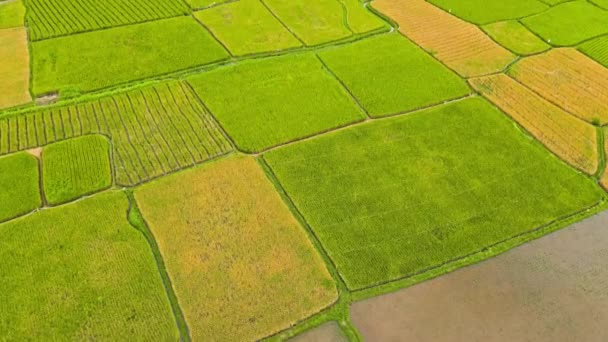 Letecké Video Rýžového Pole Sumatře Indonésii Horské Pozadí Mnoho Stromů — Stock video