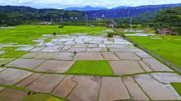 Vídeo Aéreo Campo Arroz Paddy Sumatra Indonésia Fundo Montanha Muitas — Vídeo de Stock