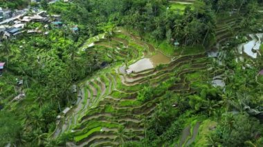 Endonezya, Bali 'deki Tegallalang Rice Terrace' ın 4K hava görüntüleri. Yeşil bitkilerle güzel pirinç tarlaları, Ceking Rice Terrace Bali 'de ünlü bir pirinç tarlasıdır..