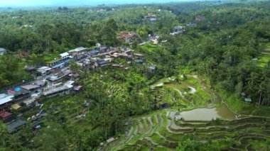 Endonezya, Bali 'deki Tegallalang Rice Terrace' ın 4K hava görüntüleri. Yeşil bitkilerle güzel pirinç tarlaları, Ceking Rice Terrace Bali 'de ünlü bir pirinç tarlasıdır..