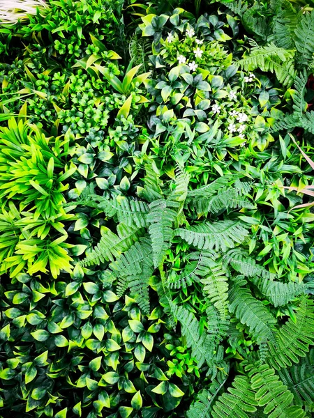 Fondo Grupo Hojas Tropicales Color Verde Oscuro Concepto Natur — Foto de Stock