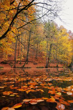 ormandaki sonbahar manzaraları