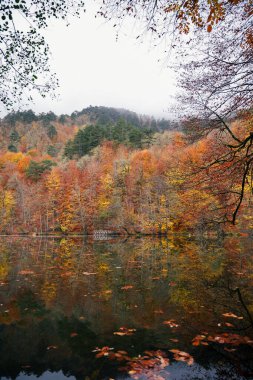 ormandaki sonbahar manzaraları