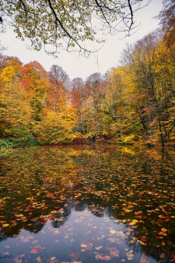 ormandaki sonbahar manzaraları