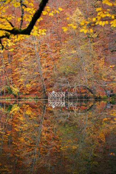 Autumn Landscapes Forest — Stock Photo, Image