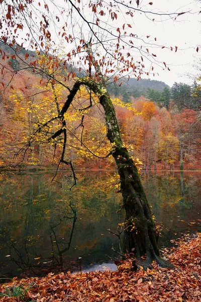 Φθινοπωρινά Τοπία Στο Δάσος Φωτογραφία Αρχείου