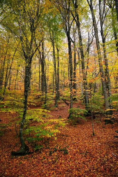 Φθινοπωρινά Τοπία Στο Δάσος Φωτογραφία Αρχείου