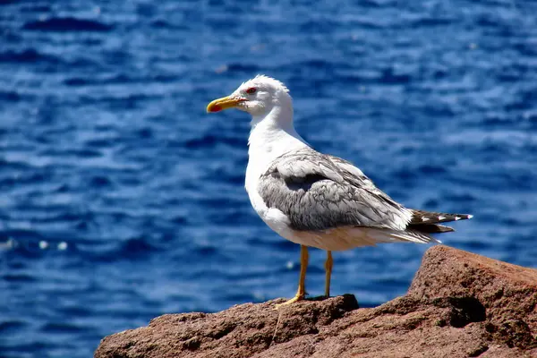 seagull in the mediterranean sea on the mediterranean beach