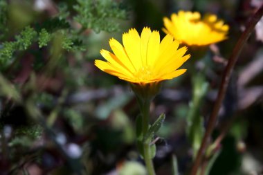 Gündüz vakti çiçekleri kapat