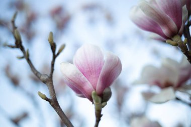 Güzel taze bahar manolyası. seçici odak, bulanık.
