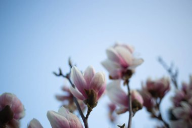 Güzel taze bahar manolyası. seçici odak, bulanık.