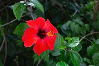 Güzel bahar kırmızı çiçeği yemyeşil ile çevrili..