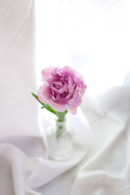 Beyaz arka planda cam bir şişede duran güzel, şakayıksı mor lale. asgari tasarım.