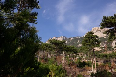 Ve dağlara, çivilerle (çakılmış ağaçlarla) çevrili..