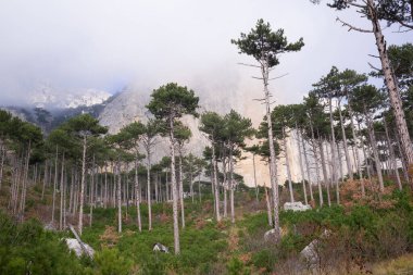 Ve dağlara, çivilerle (çakılmış ağaçlarla) çevrili..