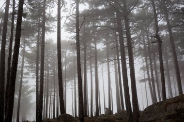 Sisli ormandaki ağaçlar. Sonbahar manzarası.