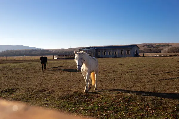 beautiful white horse in the animal pen at the ranch in the village.