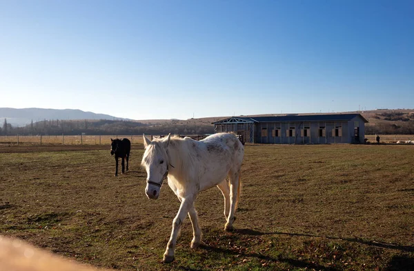 beautiful white horse in the animal pen at the ranch in the village.