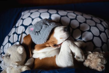 Beagle köpeği uyku maskesinde yumuşak oyuncaklarla yatakta yatıyor..