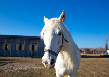 Köydeki çiftlikteki hayvan ağılındaki güzel beyaz at..
