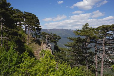 Mavi gökyüzünün altında yemyeşil ve uzun çam ağaçlarıyla nefes kesici bir dağ manzarası..
