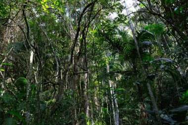 Dense, lush tropical jungle with towering trees and vibrant green foliage. clipart