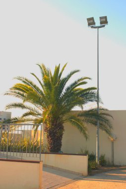 Big Palm, Hırvatistan, Vabriga, Ekim