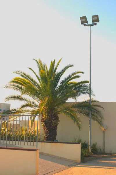 Beyaz bir duvarın önünde bir palmiye ağacı, Hırvatistan, Vabriga, Ekim,