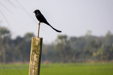 Siyah bir drongo (Dicrurus makrocercus) bir çimento direğinde oturur ve avını bekler. Bangladeş 'te 