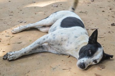 Çaresiz bir köpek üzgün bir şekilde kumlu yolda uzanıyor.