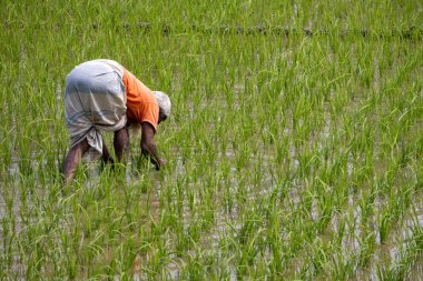 Çeltik tarlasında yabani otları temizleyen bir çiftçi. Bangladeş köyünün güzel doğal manzarası. Bir çiftçi pirinç tarlalarına yabani otları temizleyerek bakar.