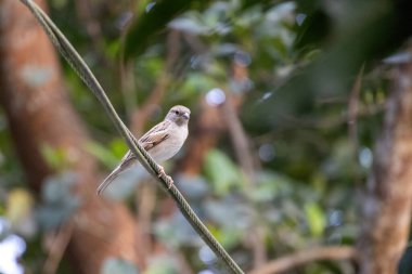 Küçük bir ev kuşu elektrikli metal bir telin üzerinde oturuyor. Ev serçesinin bilimsel adı Passer domesticus 'dur..
