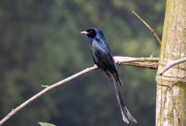 Kara drongo (Dicrurus makrocercus) kuşu kurutulmuş bambu dalında oturur ve avını bekler. Kral Karga olarak da bilinir..