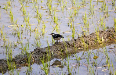 Hintli Myna kuşları köyün pirinç tarlalarının ortasında avlarını bekliyorlar. Asya sığırcığı olarak da bilinir (Gracupica contra).