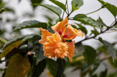 Bahçede açan turuncu amber çiçeği. Buna Çin amber çiçeği, Çin gülü, Hawaii amfibisi, Hibiscus rosa-sinensis de denir. Bengalce ya da Bangla Joba kadar. Çiçek arka planı.