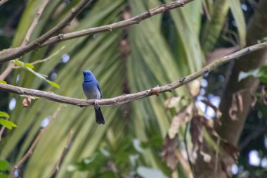 Siyah peçeteli hükümdar ya da ağaç dalına tünemiş siyah peçeteli mavi sinekkapan. Bilimsel adı Hypothymis azurea 'dır. Bangladeş 'te Nilraja ya da Kalaghar Rajon Pakhi olarak bilinir..