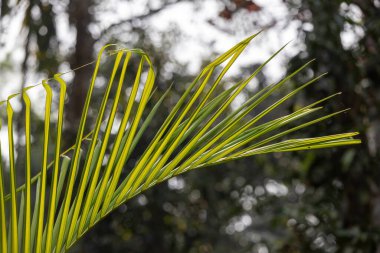 Tropik yeşil palmiye ya da hindistan cevizi yaprakları. Orman palmiye yaprakları. Duvar kağıdı, seyahat ya da tatil için tropikal doğa afişi.
