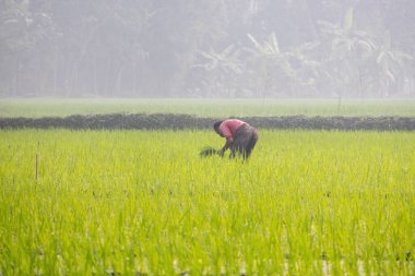 Bir köy çiftçisi ekin tarlalarında çalışıyor kış sabahında aşırı soğuğu görmezden geliyor. Bangladeş 'in Kishoreganj ilçesindeki kırsal alanların yaşam tarzı, 20 Şubat 2024