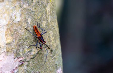 Assassin Bug (Rhynocoris fuscipes) climbs a village tree on blurred background. Assassin bugs are predatory insects that are part of the true bug order, Heteroptera.  clipart