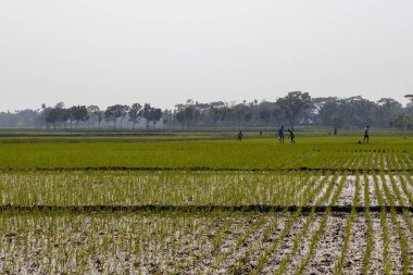 Çiftçiler ekimden sonra pirinç tarlalarında çalışıyorlar. Bangladeş 'teki bir köyde yeşil çeltik tarlası. Kırsal bölgelerdeki güzel doğal manzara.. 