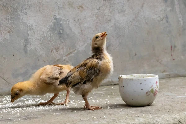 A small chicken is drinking water from a cup placed in the yard of a village in Bangladesh, and another small chicken is eating rice. Raising chickens at home.