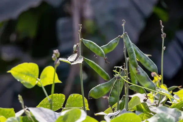 Beans on the bean plant. Pods of green peas grow in the garden. Rural vegetable cultivation in Bangladesh.