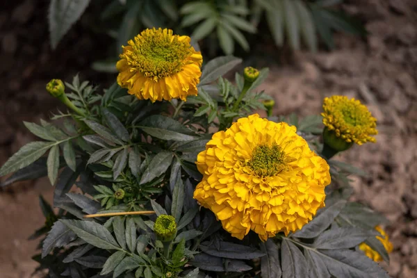 Flores Caléndula Amarilla Floreciendo Jardín Flor Amarilla Con Hojas Verdes — Foto de Stock