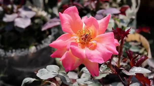 Uma Rosa Flor Oscila Vento Jardim — Vídeo de Stock