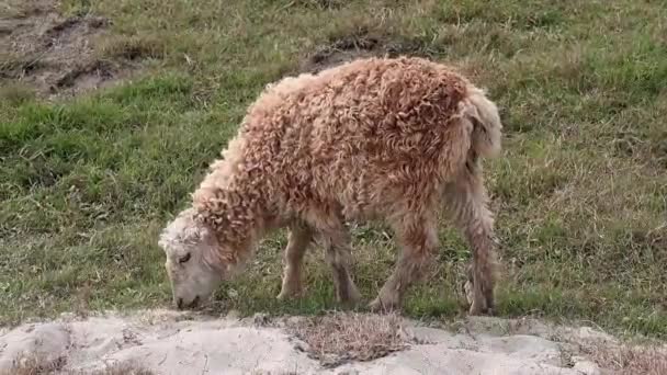 Ένα Πρόβατο Βόσκει Ένα Λιβάδι Και Μασάει Πράσινο Γρασίδι Ονομάζεται — Αρχείο Βίντεο