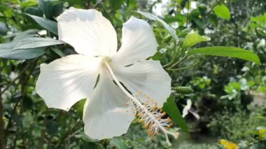 Yeşil doğa bahçesinde rüzgarda hareket eden güzel beyaz amber çiçeği. Bu bitki aynı zamanda Çin gülü, gül gülü, Sembaruthi, ayakkabı boyası, Hawaii amblemi, Luna White Hibiscus olarak da bilinir..