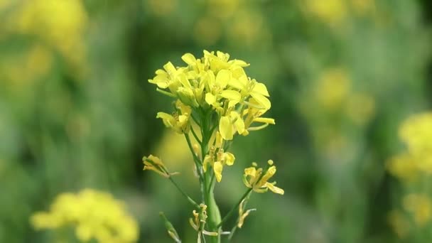 Beautiful Yellow Mustard Flowers Blooming Vast Field Known Sorisa Ful — Stock Video