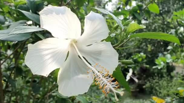 Piękny Biały Kwiat Hibiskusa Poruszający Się Wietrze Zielonym Ogrodzie Przyrody — Wideo stockowe