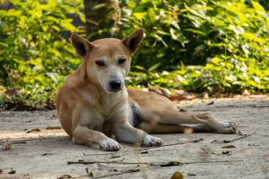Bir köpek yerde oturuyor ve kameraya bakıyor. Köpekler evcil memelilerdir..