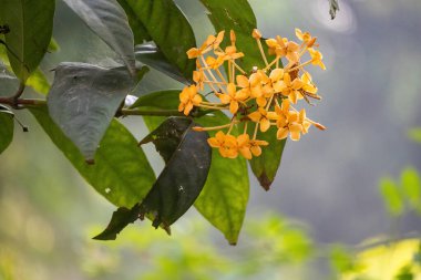 Orman sardunyası (Ixora coccinea) bahçede çiçek açıyor. Bangladeş 'te yerel adı Rongon Çiçeği' dir..